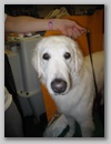 maggie_wkc07b.jpg