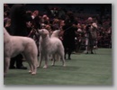 maggie_wkc07f.jpg