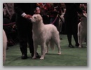 maggie_wkc07h.jpg