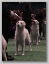 maggie_wkc07i.jpg